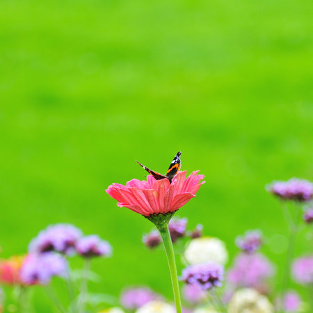 butterfly on a pink flower blooms and green backgroundの写真素材