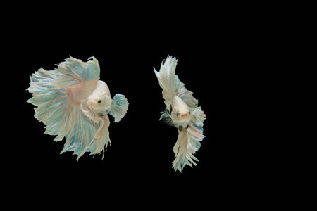 Betta fishの写真素材