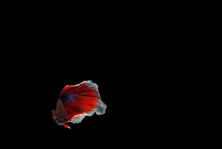 Betta fishの写真素材