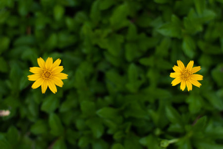 Yellow flowerの写真素材