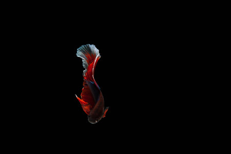 Betta fishの写真素材