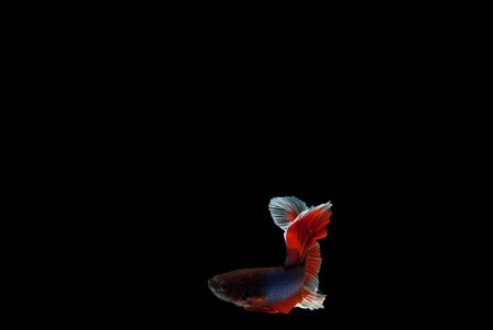 Betta fishの写真素材
