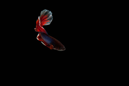 Betta fishの写真素材