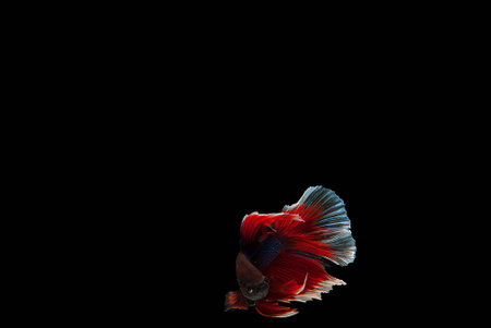 Betta fishの写真素材