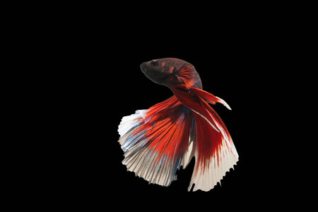 betta fish