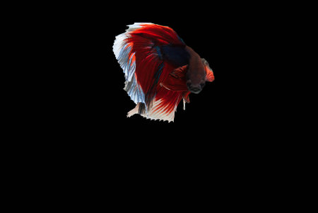 betta fishの写真素材