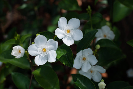 white Flowerの写真素材