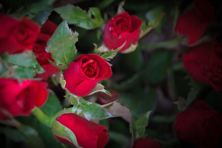 Red roses.の写真素材