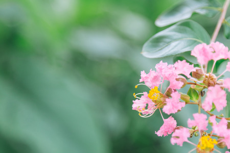Beautiful pink flowers, Crape myrtle, Crape flower, Indian lilac (Yi-Kheng)の写真素材