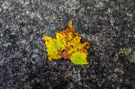 The lone leafの写真素材