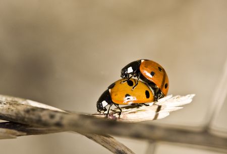 Mariquitas copulandoの写真素材