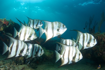 Atlantic Spadefish on a reefの写真素材