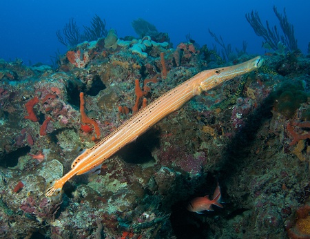 Large Trumpetfish on a reef in south east FLorida.の写真素材
