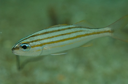Juvenile Ceasar's Grunt, pictue taken in south east Floridaの写真素材