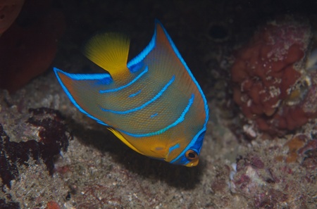 Juvenile Queen Angelfish picture taken in south east Florida.の写真素材