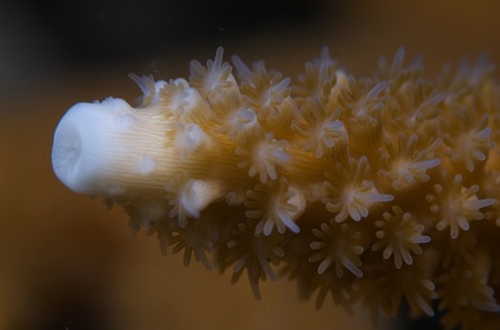 Macro photography of the polyps of Staghorn Coral.の写真素材