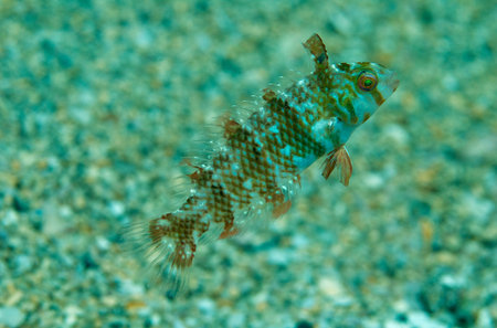 Macrophotography of a Juvenile Green Razorfish, in south east Florida.