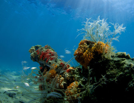 Hydroids and other inverterbrates making their home on debris covering an otherwise sandy bottom.