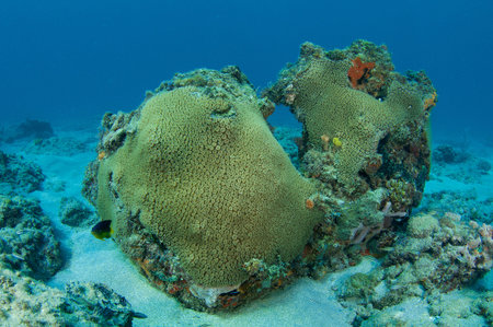 Giant Star Coral, Coral Head.