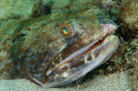 Close up of a Sand Diver Fish, picture taken in south east Florida.の写真素材