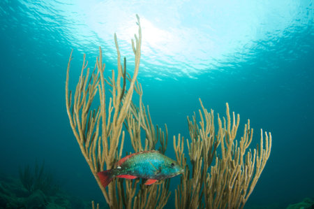 Redband Parrotfish on a reef in south east Florida の写真素材