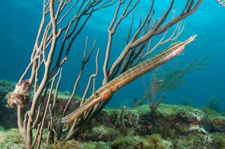 Trumpetfish under a sea rod in south east Florida の写真素材