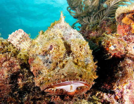 Closeup of a Spotted Scorpionfish picture taken in south east Florida.