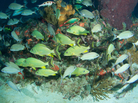 Fish aggregation on a reef in south east Florida.