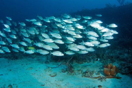 School of Tomtate Grunts over a reef in south east Florida.