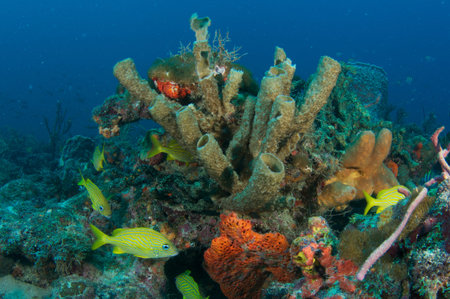 Reef Composition, picture taken in south east Florida.