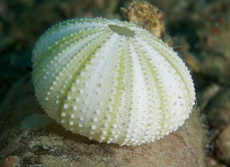 Sea Urchin teste resting on an old bottle の写真素材