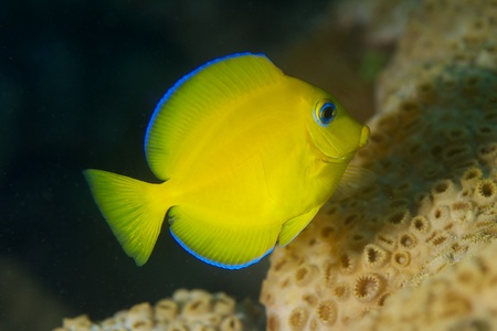 Juvenile Blue Tang, picture taken in south east Florida.の写真素材
