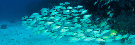 Schooling Cottonwick Grunts picture taken in south east Florida.
