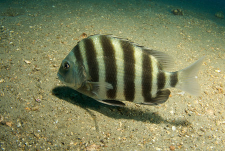 Sheepshead, picture taken in the intercoastal waterway, south east Florida.