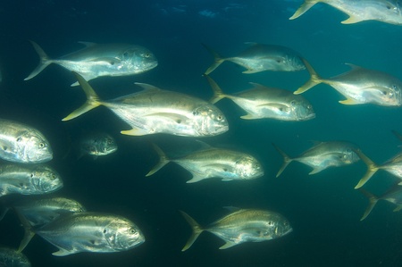 Schooling Crevalle Jacks picture taken under the Blue Heron Bridge, West Palm Beach Florida.の写真素材