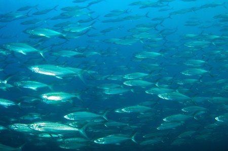 Large school of Spanish Mackerel swimming over a reef.の写真素材