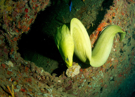 Green Moray Eel swimming on a artificial reef picture taken in south east Florida.