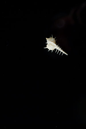 Spiny Murex Shell Isolated on Black Background.