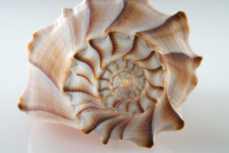 Lightning Whelk Shell Isolated on White
