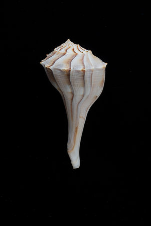 Lightning Whelk Shell Isolated on Black