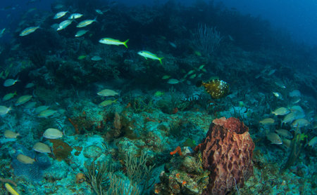 Abbey Too Reef in south east Florida.  White Spotted Filefish center right frame.