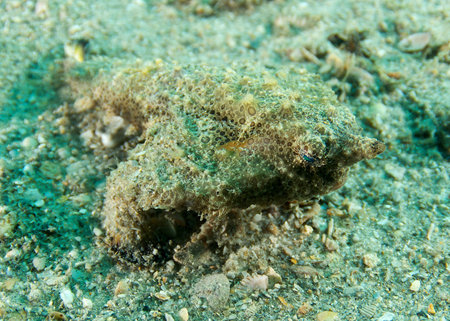 Juvenile Polka Dot Batfishの写真素材