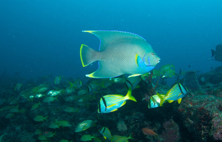 Blue Angelfish on a reef in south east Florida.