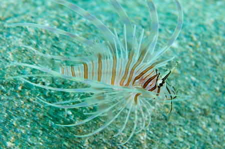 Close up of juvenile Red Lionfish,picture taken in south east Florida.
