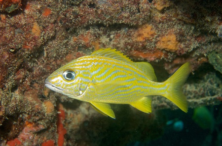 French Grunt picture taken in south east Florida.の写真素材