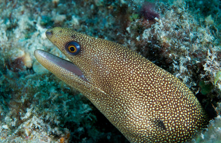 Goldentail Moray Eel sticking its head out of a hole on the coral reef.