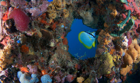 Spotfin Butterflyfish swims through a donut hole formed by coral
