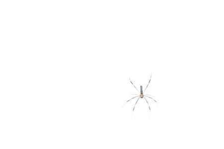 Unidentified species of spider wtih exposure set to hide web.