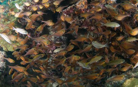 A school of mostly Glassy Sweepers in the vicinity of a Boulder Star Coralの写真素材