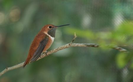 Unknown species of Hummingbird perched on a branch.の写真素材